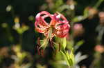 Turk's cap lily